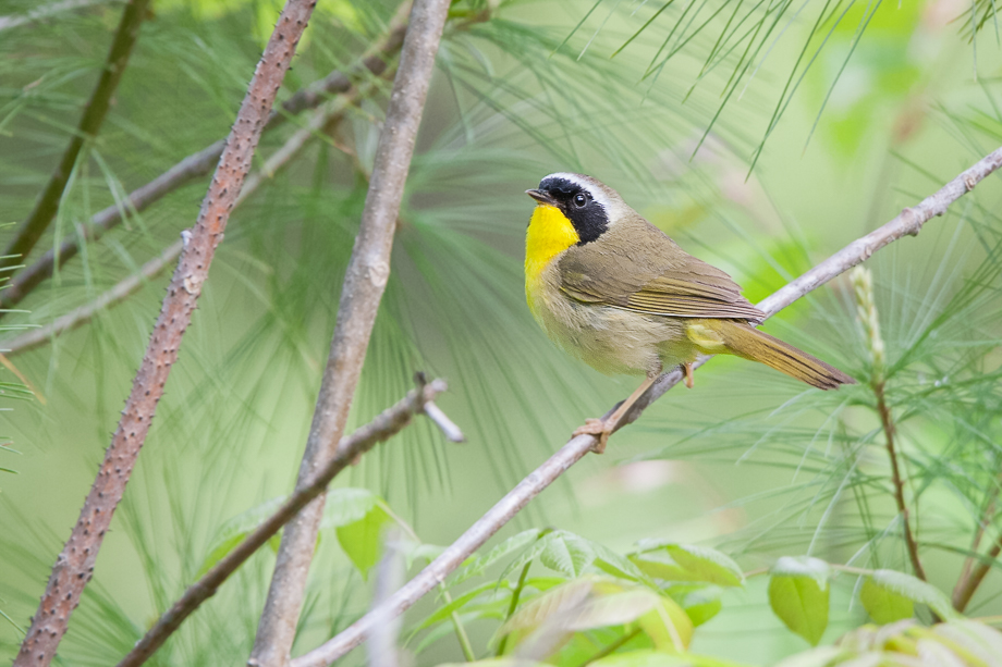 Gallery of my \"proper photos\"- NH warbler research