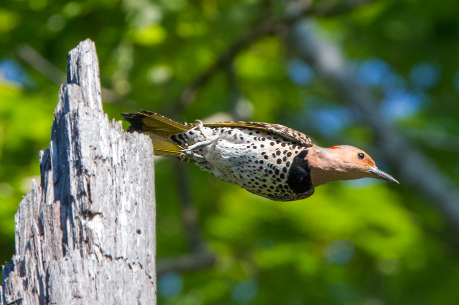 Gallery of my \"proper photos\"- NH warbler research