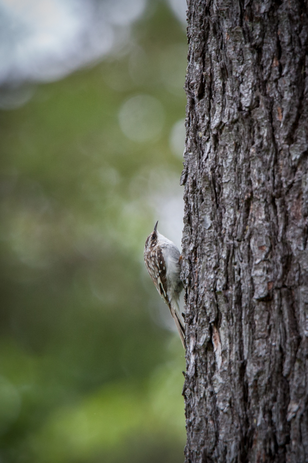 Gallery of my \"proper photos\"- NH warbler research
