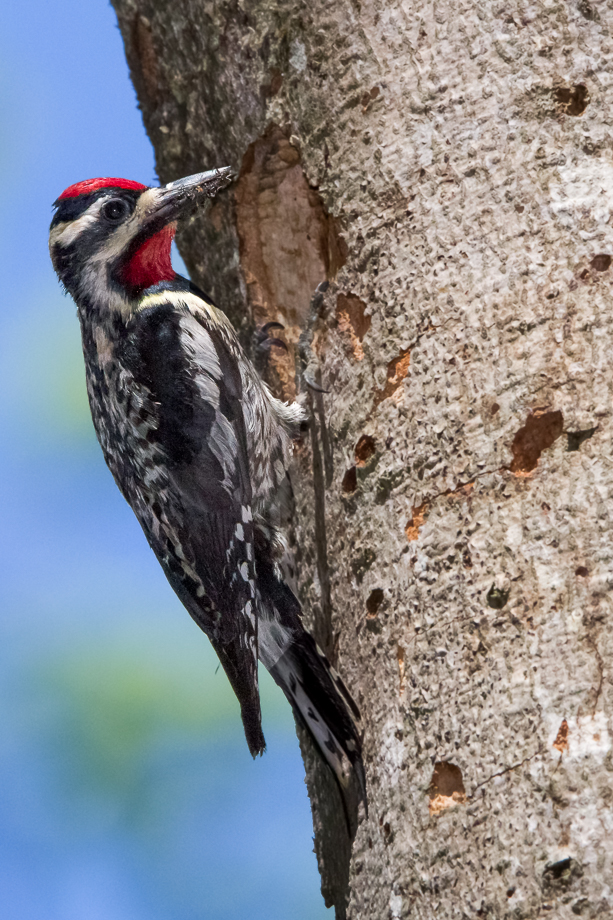 Gallery of my \"proper photos\"- NH warbler research