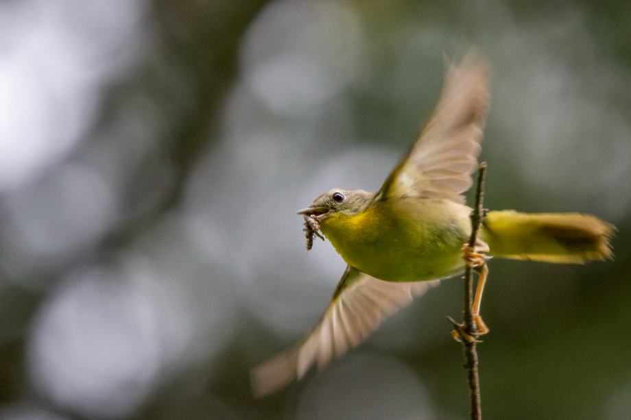 Gallery of my \"proper photos\"- NH warbler research
