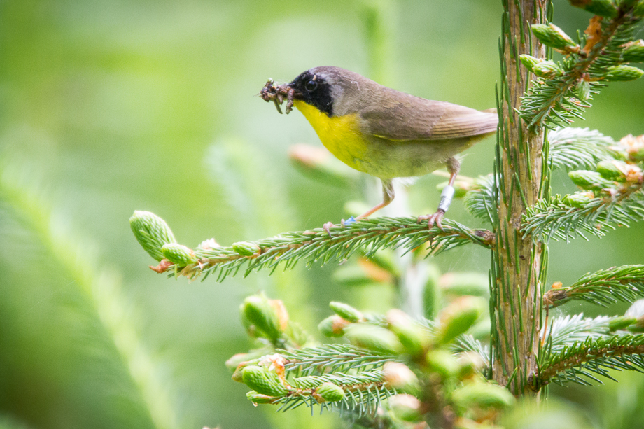 Gallery of my \"proper photos\"- NH warbler research